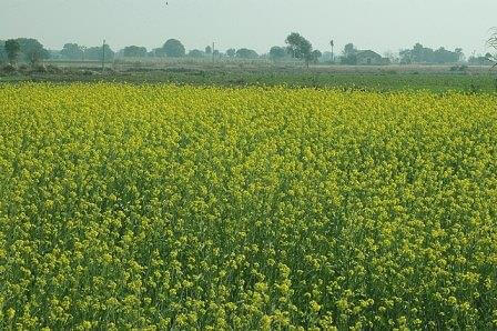 Mustard crop